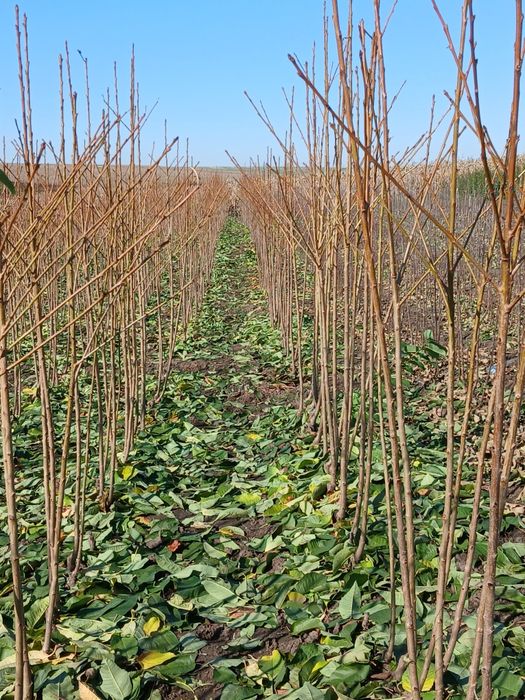 Pomi fructiferi certificati