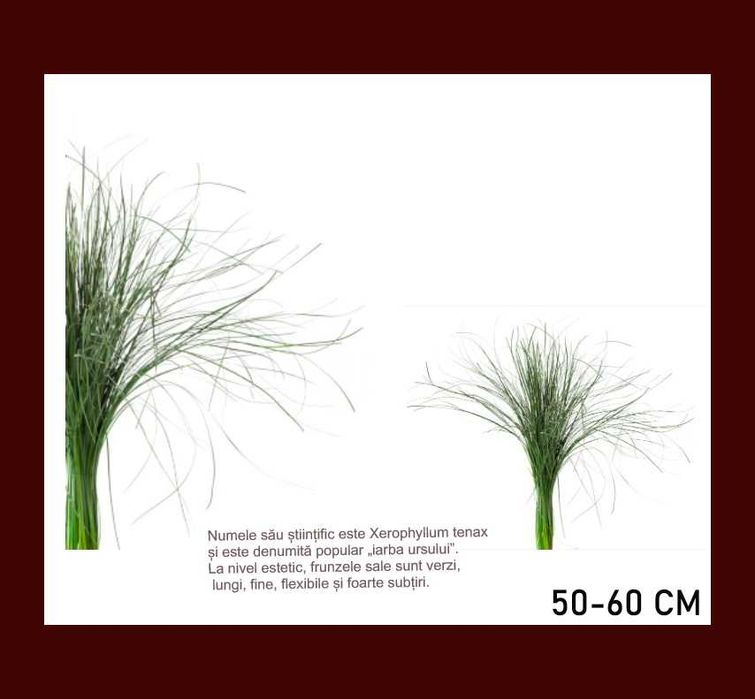 Plante stabilizate ,pentru decor tablouri si pereti vegetali