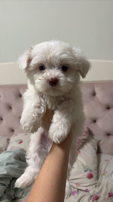 bichon maltez baietel