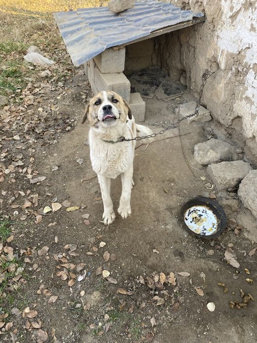 Сабака тобет для фермы