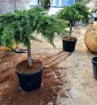 Ienupar Copac, tuia , plante ornamentale