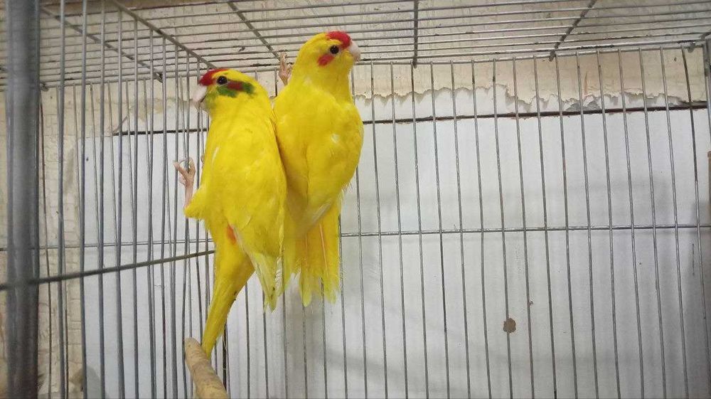 Какарики Пара 2 года