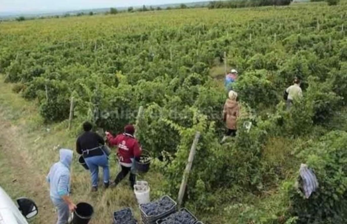 Struguri proaspeți pentru vin - direct de la producător