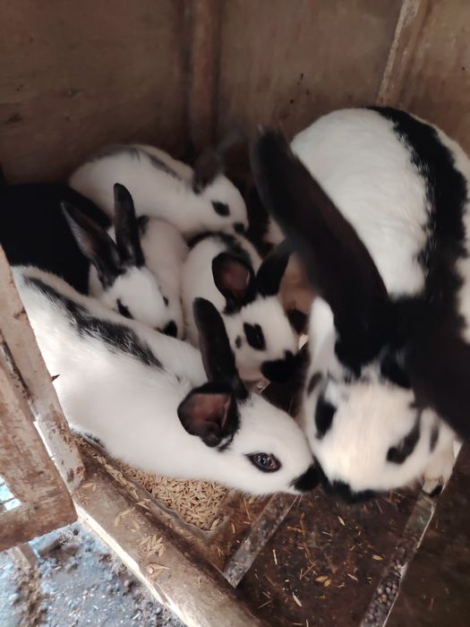 Продам кролиху с крольчатами.