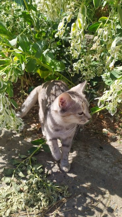 Отдам котенка, 4-месячную кошечку в хорошие, добрые руки.