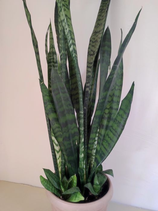 Сансевиерия Винтергрин.