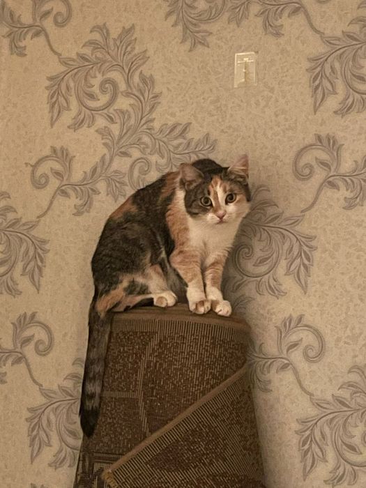 Молодая кошка в добрые руки