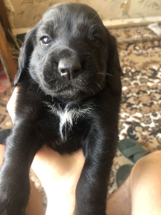 Продам Щенков спаниеля