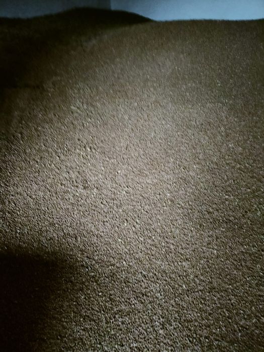 Vând grâu panificație