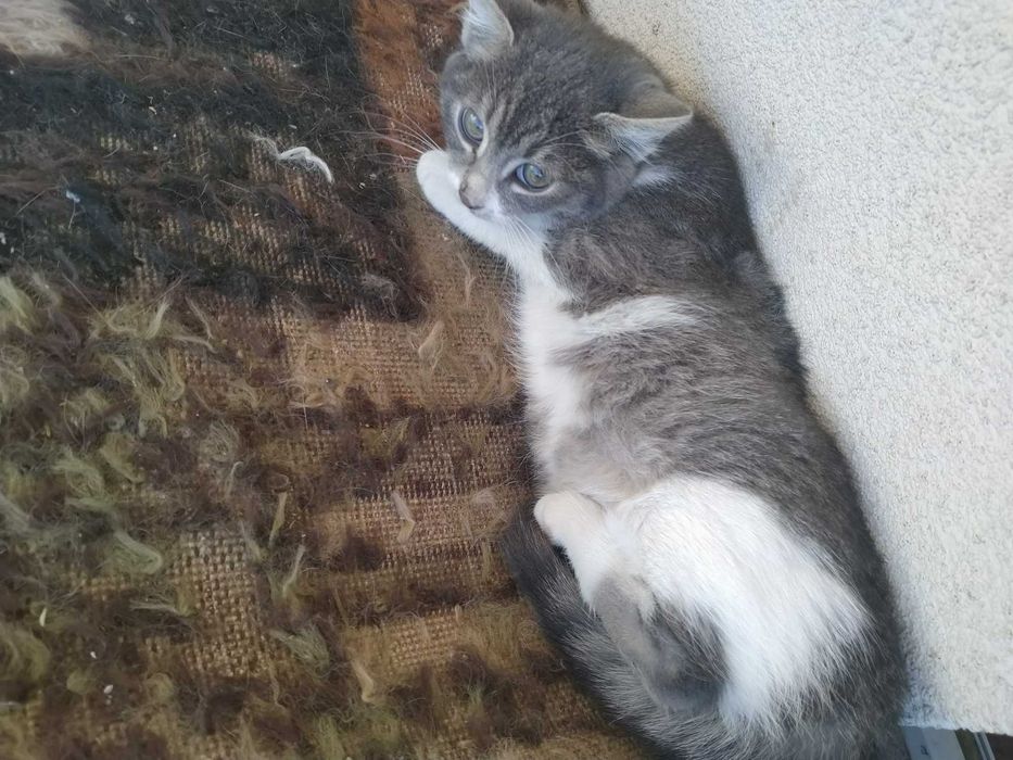 Две котешки момичета търсят своя добър и грижовен осиновител