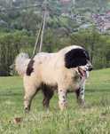 Femelă junioară Ciobănesc de Bucovina
