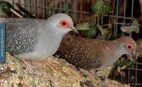 Бриллиантовые горлицы