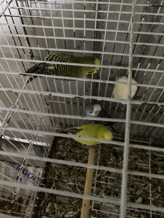 Valnisti to’tila xammasi taeyor