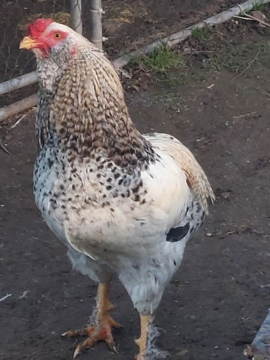 Cocos araucana 2025