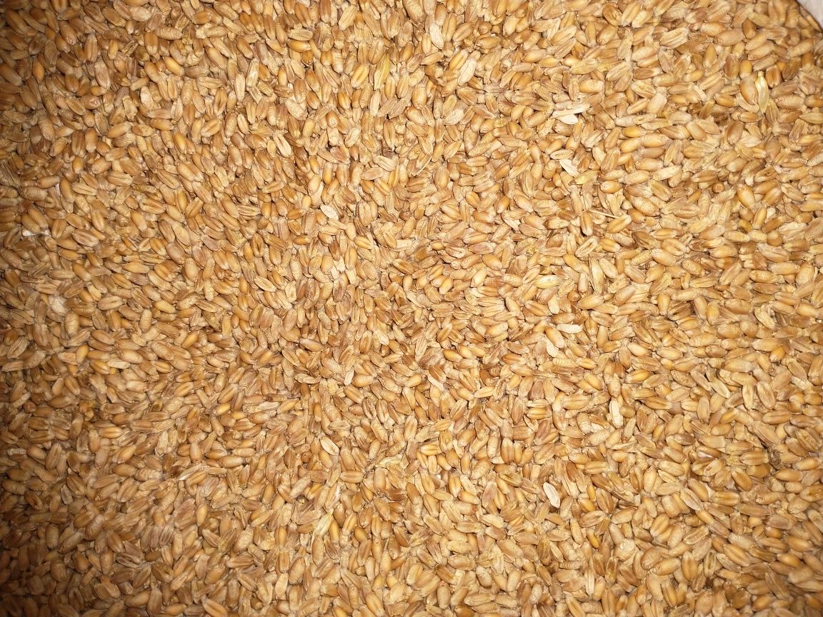 Porumb , grâu . 0,80/kg.