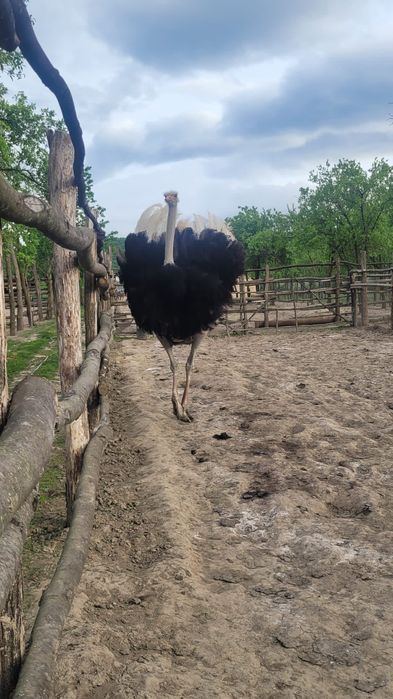 Struti reproducatori