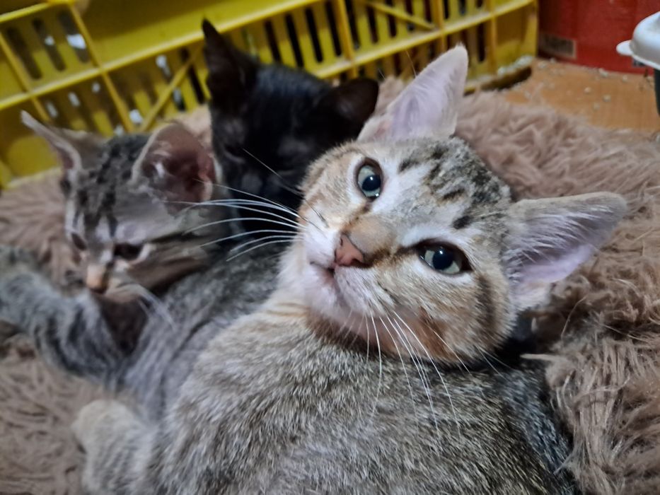 Dau spre adopție pisicuțe