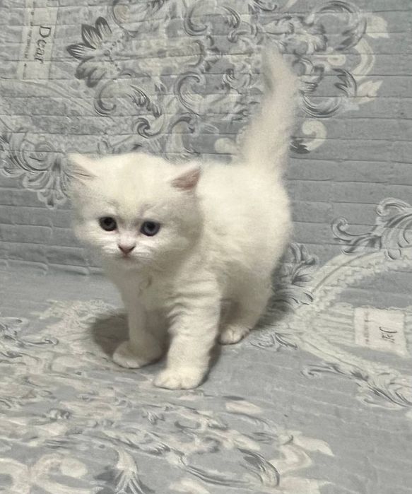 Британский мальчик