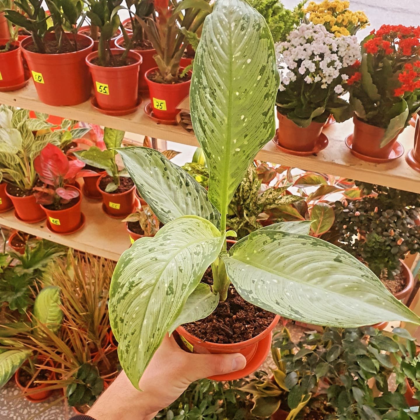 Aglonema аглонема