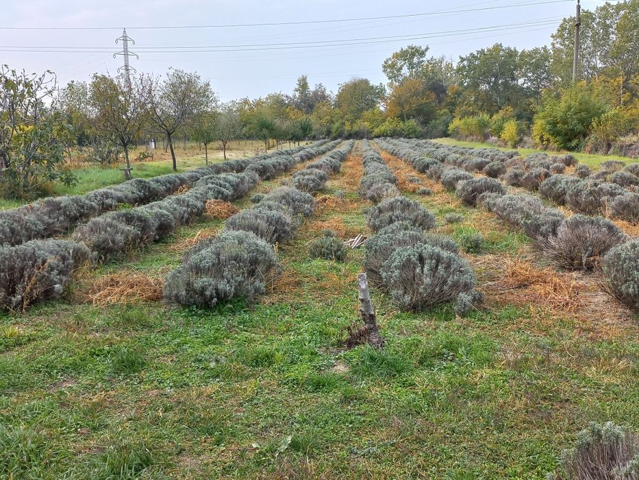 Rasad,butasi lavanda