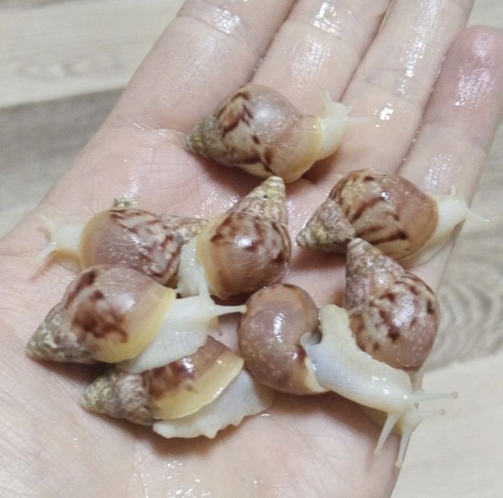 улитка ахатина Фулика альбинос, ulitka axatina fulika