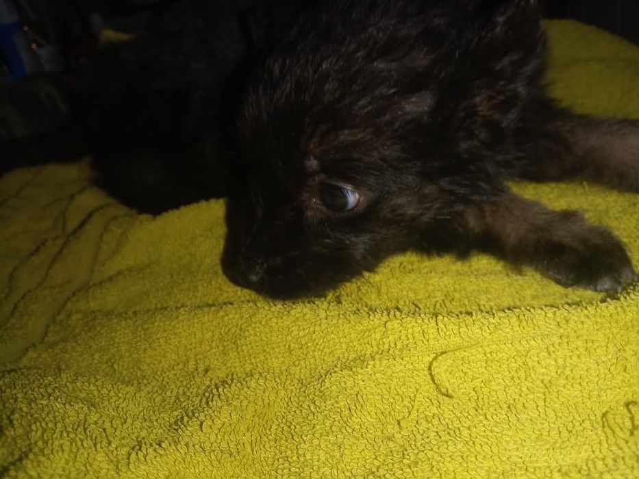 Щенок девочка ищет дом