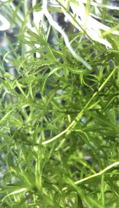 Водоросли для аквариума+улитки бесплатно