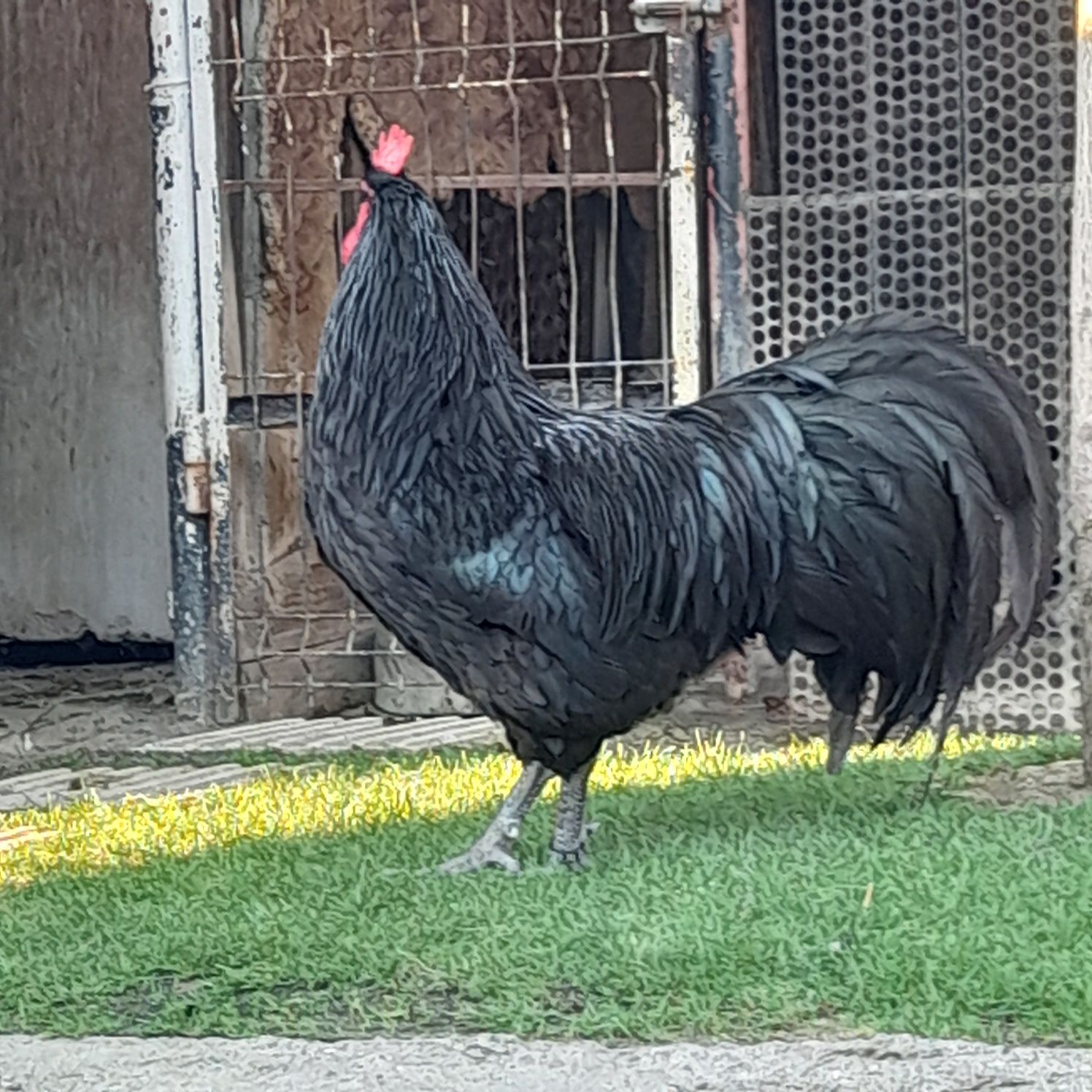 Vând  puicute și cocoșei din rasa de gaini Australorp