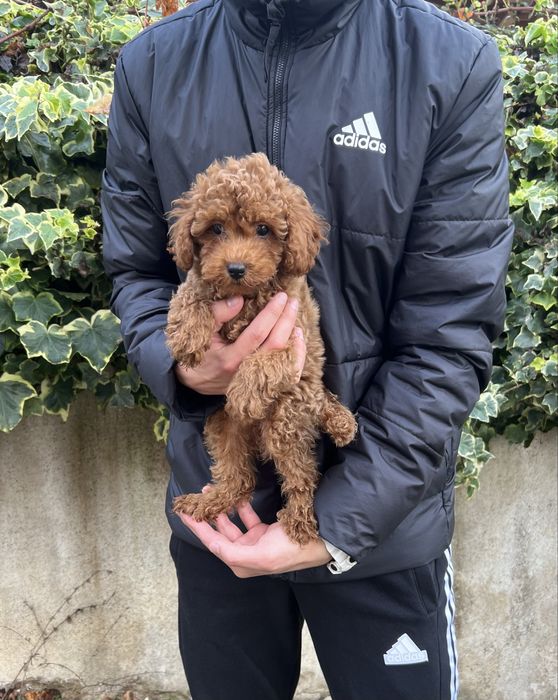 Той Пудел / Toy Poodle