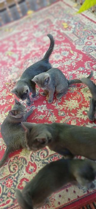 Скоттиш страйд мушукча угил