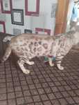 Zotdor Bengal mushukcha vzyaskaga
