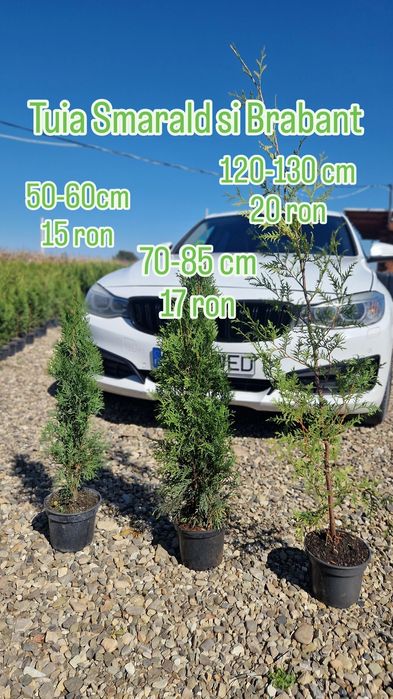 Tuia la ghiveci, Smarald si Brabant, vindem plante ornamentale