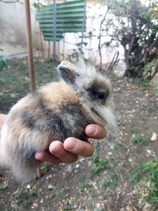 декоративни мини зайчета