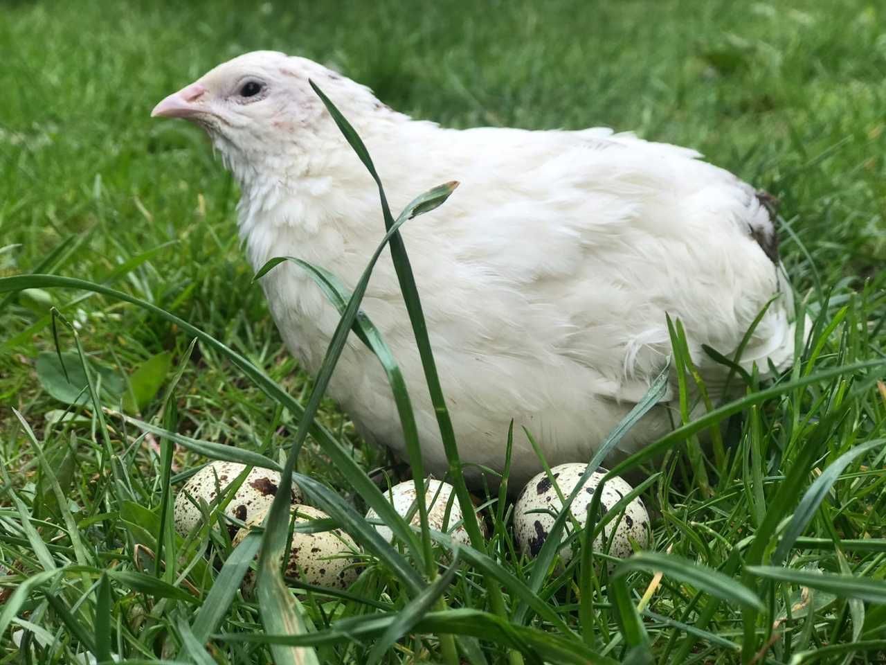 Инкубационное яйцо перепела техас Texas A&M White Pharaoh Quail