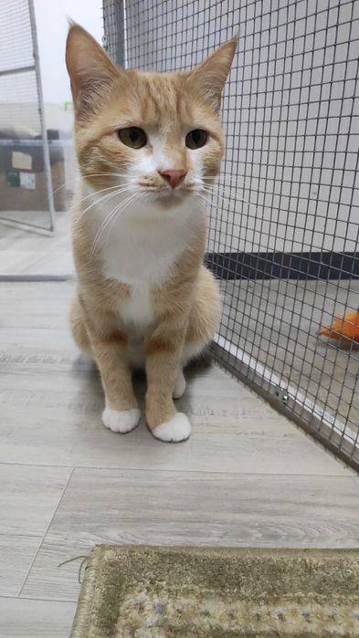 Солнечная кошечка Алиса в поиске дома!