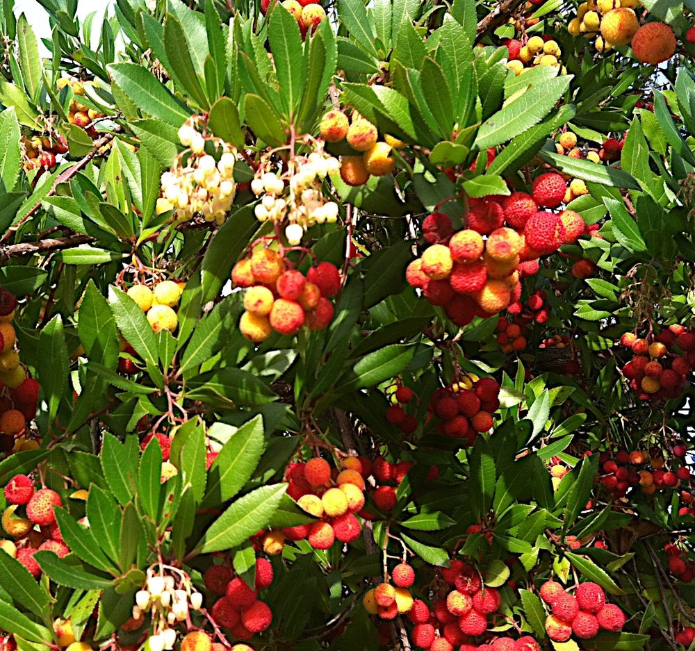 Ягодово дърво/Arbutus unedo (кумарка)