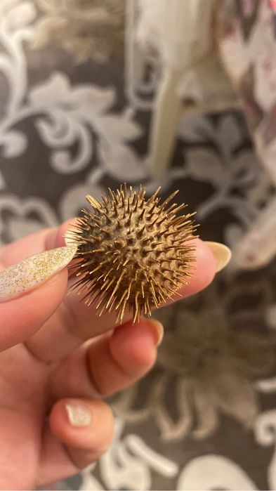 Бурнаки от Гайморита