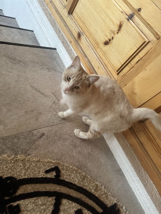 Mushuk кошка отдам даром