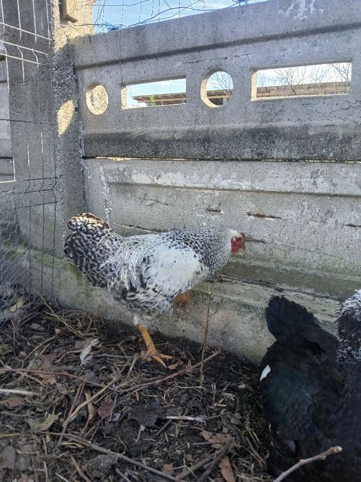 Vând cocosi brahma, cocosi de oua verzi