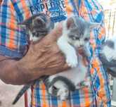 Pisicute spre adoptie