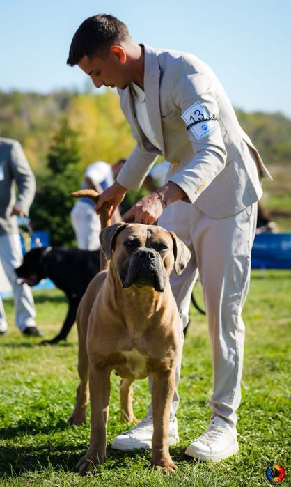 Mascul cane corso