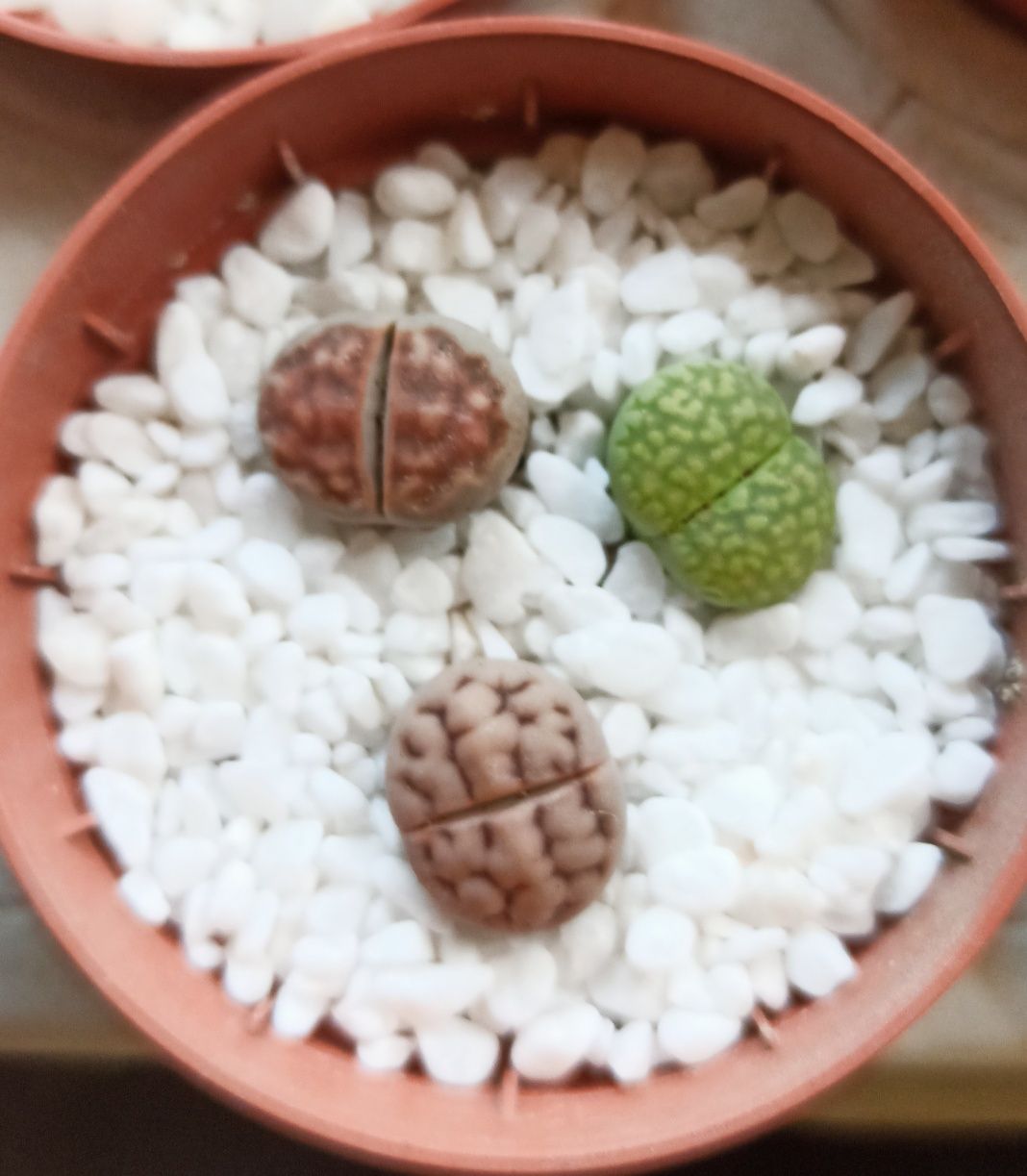 Литопсы, Lithops, живые камни, размер от 1см, Алматы-1