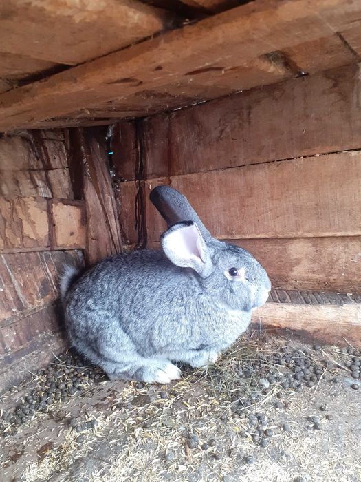 Мъжки млади зайци