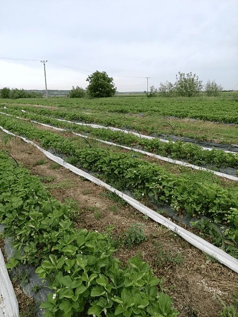 Stoloni de căpșuni