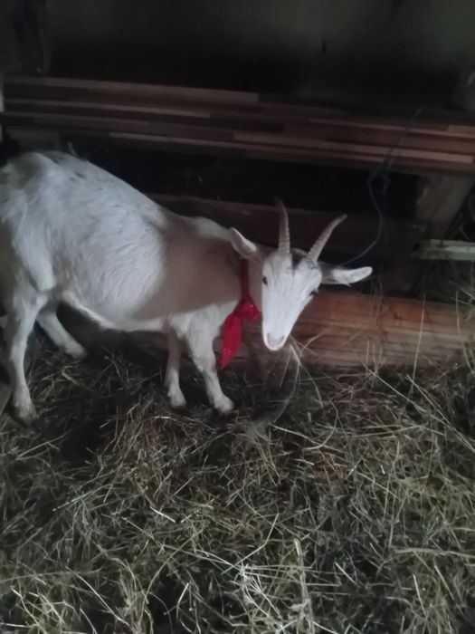 Vând  iadă de lapte sanen