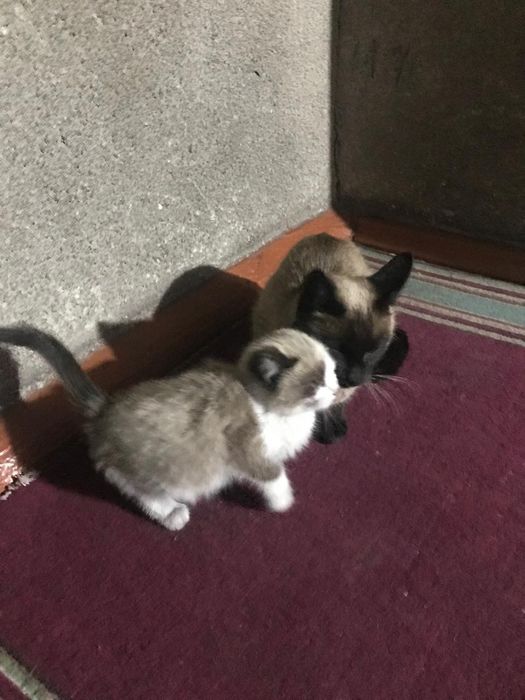 Отдам  кошечку...