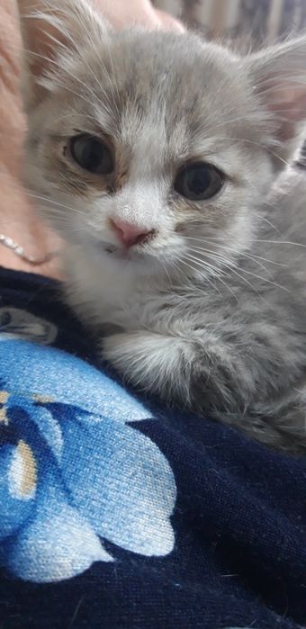 Отдам котят в добрые руки, добрых малышей