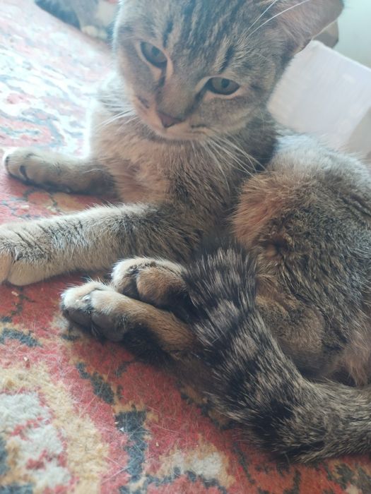 Mushuklar sotiladi oladiganlar uchun xamyonbob narxda