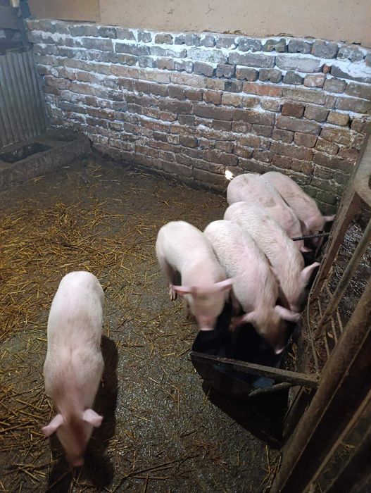 Продавам малки прасета