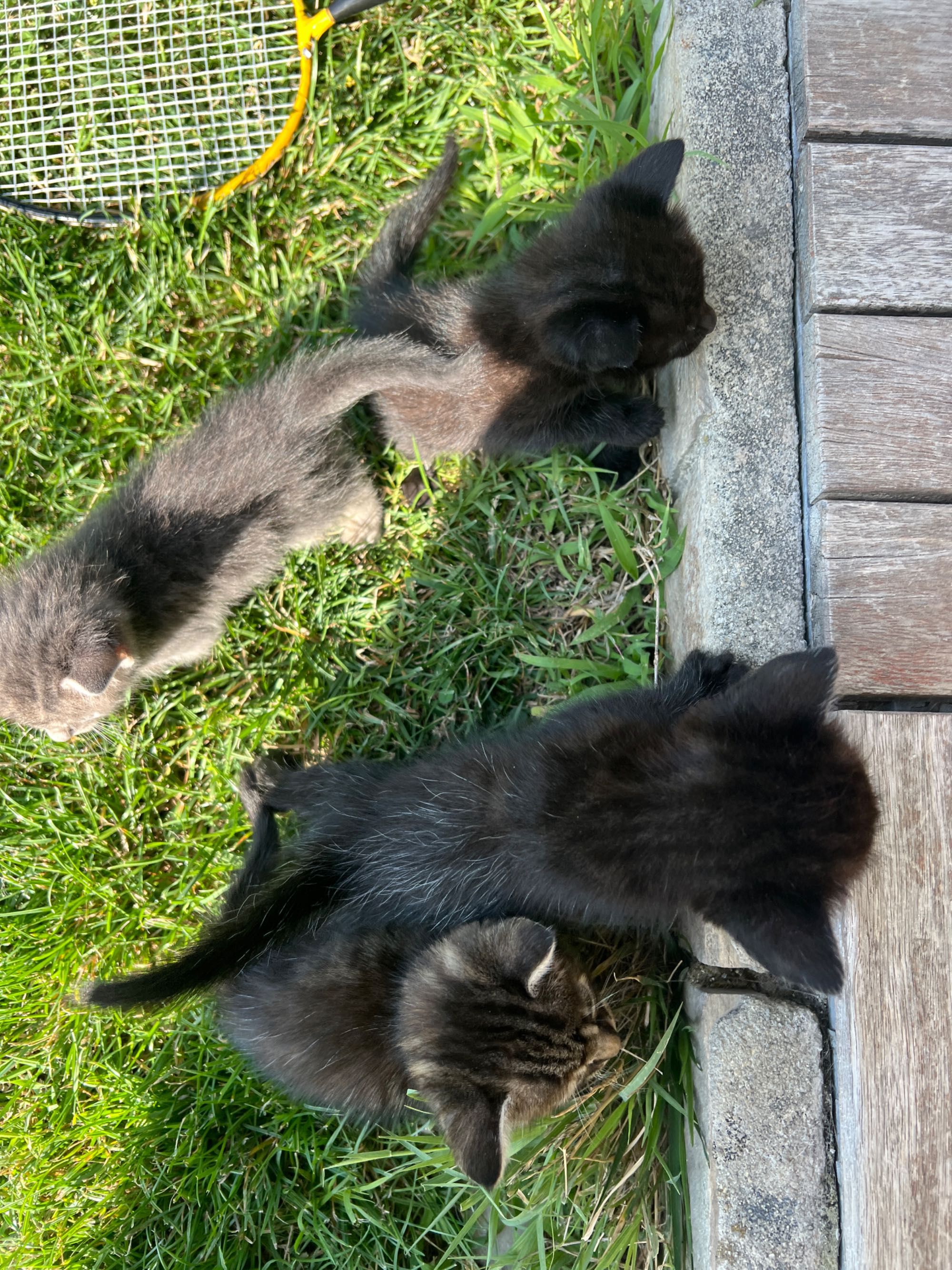 Подярявам малки котенца